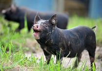 LIVE: Day one at the Devon County Show 