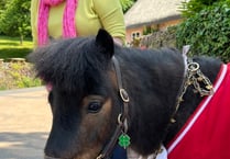 Patrick the Pony raises awareness of Lyme disease