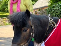 Patrick the Pony raises awareness of Lyme disease
