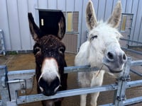 Ivybridge donkey makes full recovery
