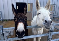 Ivybridge donkey makes full recovery