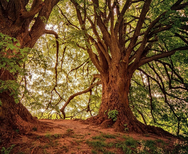 40 per cent of major new road schemes in England impact ancient woods
