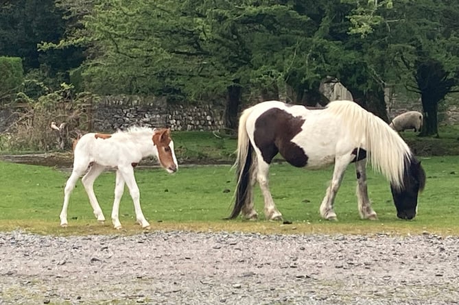 Dartmoor pony and mum