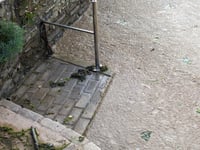 Raw sewage claims in the Salcombe estuary
