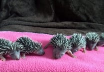 Open garden to help build hedgehog hospital