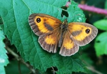 Get involved in the big butterfly count