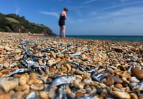 Thousands of fish wash up on Blackpool sands in bizarre phenomenon