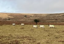 Beating the Bounds