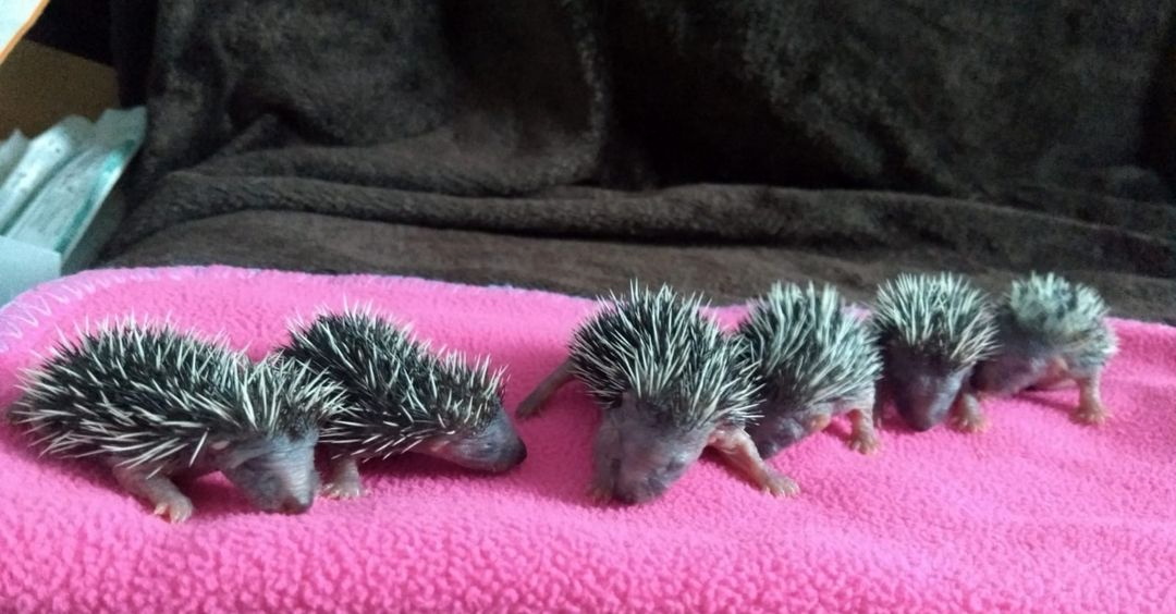 Prickles in a Pickle in the Spotlight