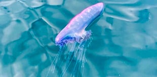 Beware - Large Man-O-War creature spotted off Wembury beaches