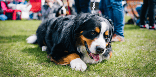 Government urged not to delay ban on dog electric shock collars
