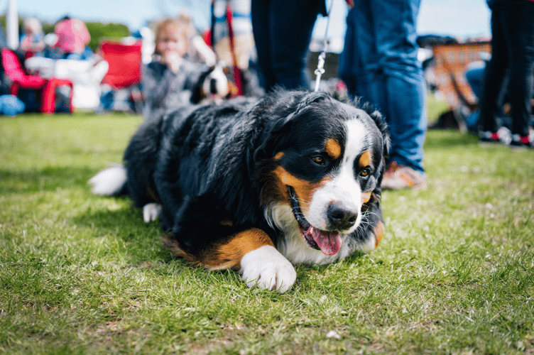 Dog show stock image