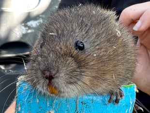 Water voles return to River Gara