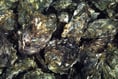 Oyster herpesvirus disease confirmed in River Teign and River Exe
