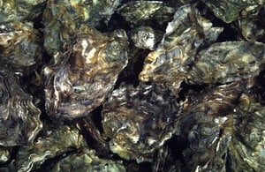 Pacific Oysters.