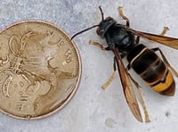 Beekeepers urge public to look out for Asian hornets