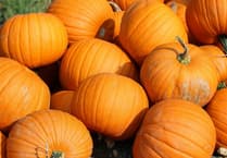 Choose a pumpkin in the South Hams