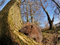 Mini-heat spike ahead could bring boost to soon-to-be hibernating hedgehogs