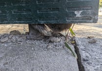 RSPCA and fire service rescue stuck squirrel from bus shelter panel
