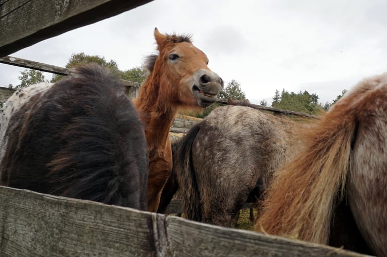 Chagford Pony Drift Sale 2023