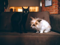 Woodland Vets offers advice for pets during fireworks displays