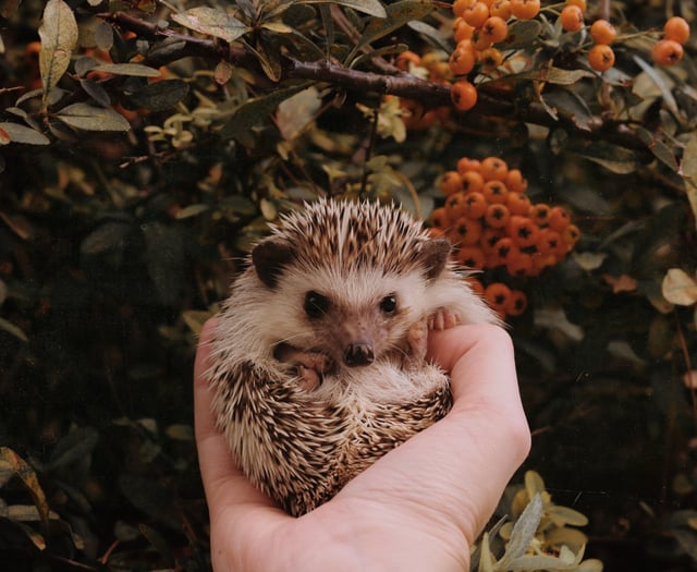 Coffee and cake to help hedgehogs in a pickle