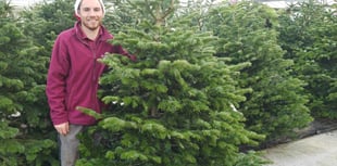 Plants Galore claims lowest Christmas Tree prices in the South West