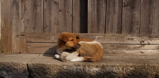 Charity treats for dogs owned by homeless people