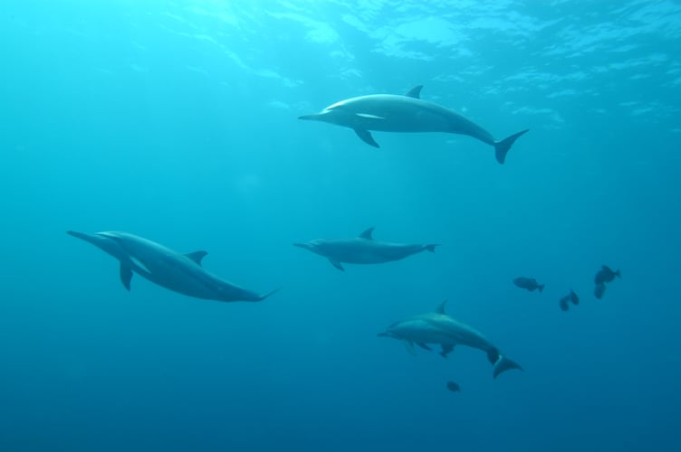 Dolphins spotted on the River Dart