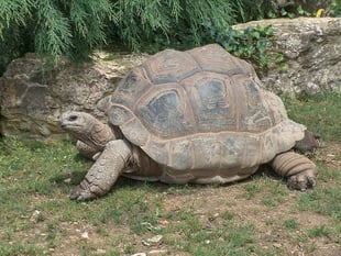 Court date for man following discovery of deceased giant tortoises
