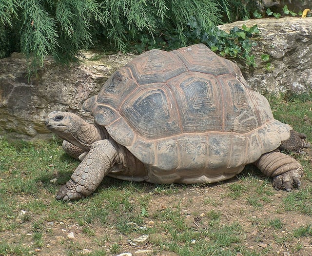 Man interviewed and two more giant tortoises found dead in woodland
