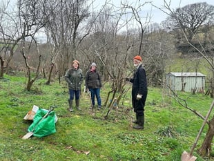 Project to save our Dittisham plums