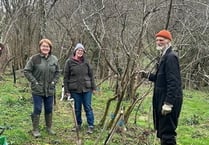 Project to save our Dittisham plums