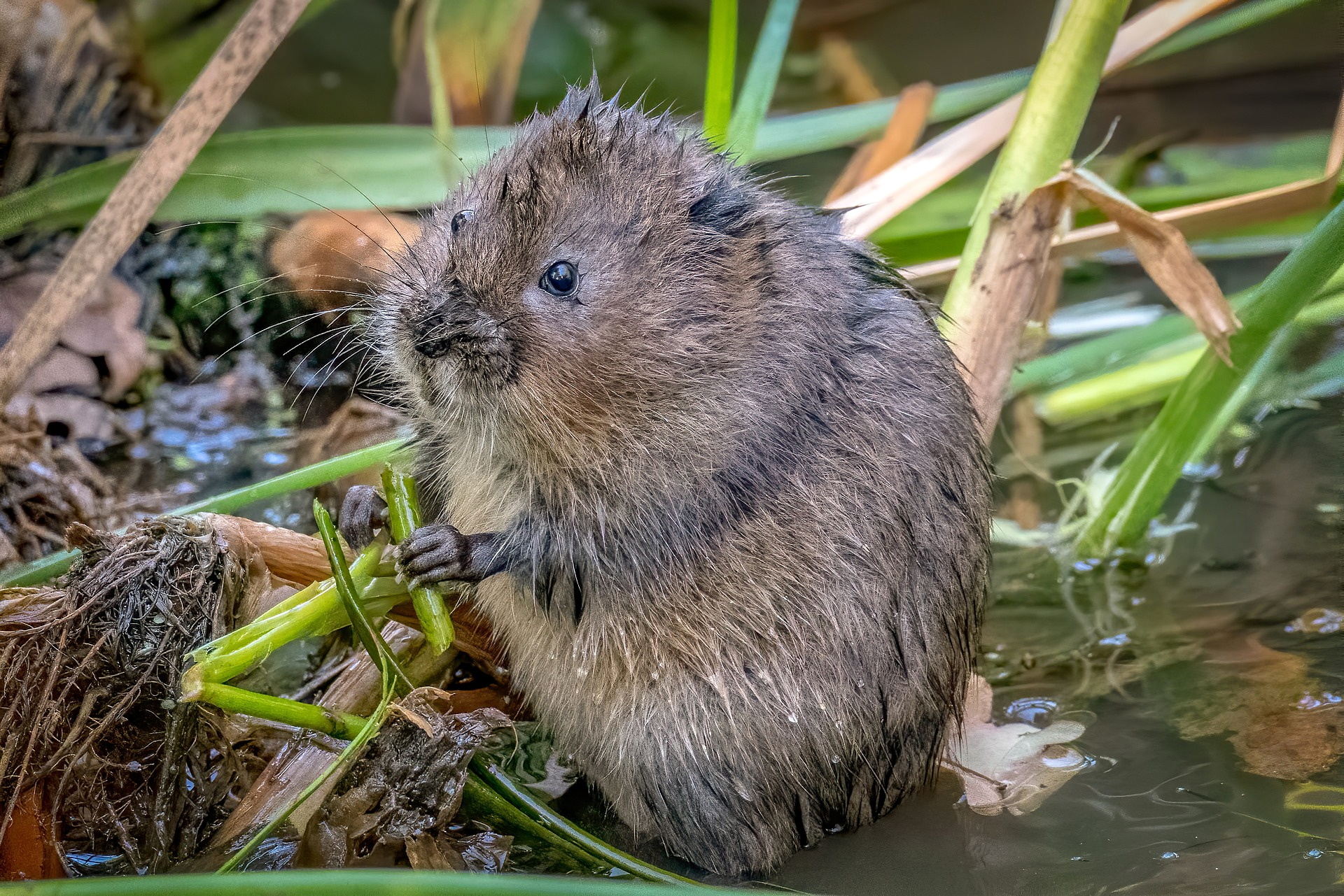 Release of water voles at Slapton