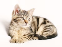 85% of pet lovers would rather spend Valentine’s Day with their pet