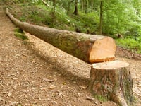 Illegal tree-feller fined thousands 