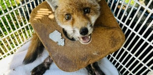 Litter’s lethal effect on wildlife highlighted in damning RSPCA report