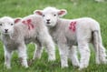 Easter warning for visiting farms and petting zoos