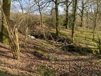 First tree and woodland strategy for county