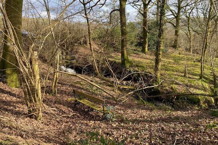 Woodland Llanbrynmair