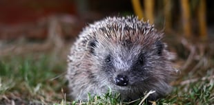 Hedgehog rescue charity urgently seeks volunteers
