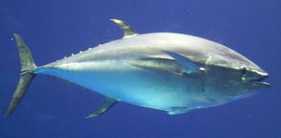 Return of bluefin tuna brings hope