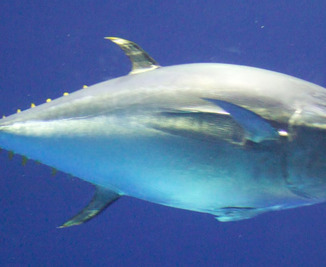 Return of bluefin tuna brings hope