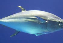 Return of bluefin tuna brings hope