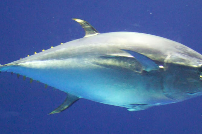 Blue fin tuna