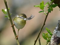 Nature Diary: chiffchaff, bluebells and Sandwich terns