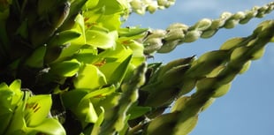 Rare plant is set to flower for first time in more than a decade