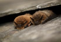 Devon Wildlife Trust seeks budding bat detectives