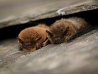 Devon Wildlife Trust seeks budding bat detectives