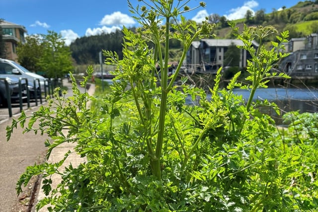 Poisonous plant spotted in Totnes
